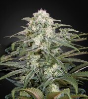 Green House - Kalashnikova - Auto