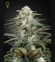 Green House - Kalashnikova - Auto