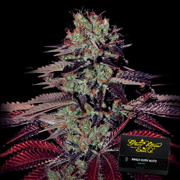 Green House - Kings Kush - Auto