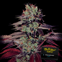 Green House - Kings Kush - Auto