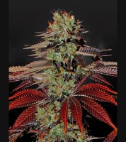 Green House - Kings Kush - Auto