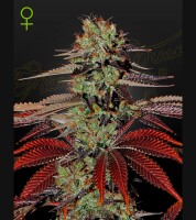 Green House - Kings Kush - Auto