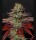 Green House - Kings Kush - Auto
