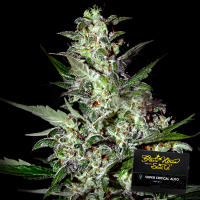 Green House - Super Critical - Auto