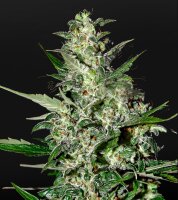 Green House - Super Critical - Auto