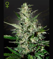 Green House - Super Critical - Auto