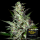 Green House - Super Critical - Auto