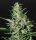 Green House - Super Critical - Auto