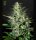 Green House - Super Critical - Auto