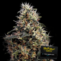 Green House - Sweet Mango - Auto