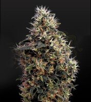 Green House - Sweet Mango - Auto