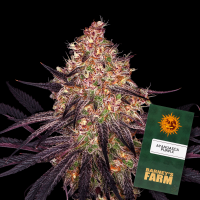 Barneys Farm - Ayahuasca Purple