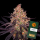 Barneys Farm - Ayahuasca Purple