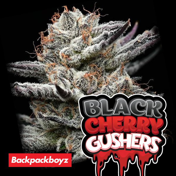 Barneys Farm x Backpackboyz - Black Cherry Gushers