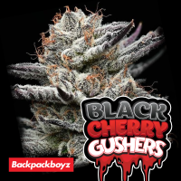 Barneys Farm x Backpackboyz - Black Cherry Gushers