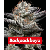 Barneys Farm x Backpackboyz - Black Cherry Gushers