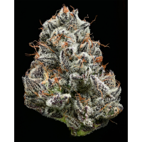 Barneys Farm x Backpackboyz - Black Cherry Gushers