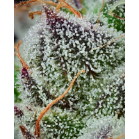 Barneys Farm x Backpackboyz - Black Cherry Gushers