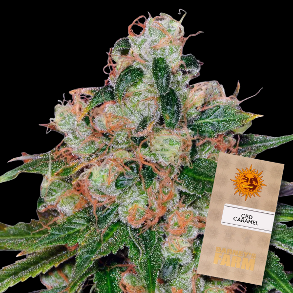 Barneys Farm - CBD Caramel - Regular - 10x Cannabis Samen