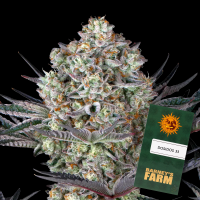 Barneys Farm - Dos Si Dos 33