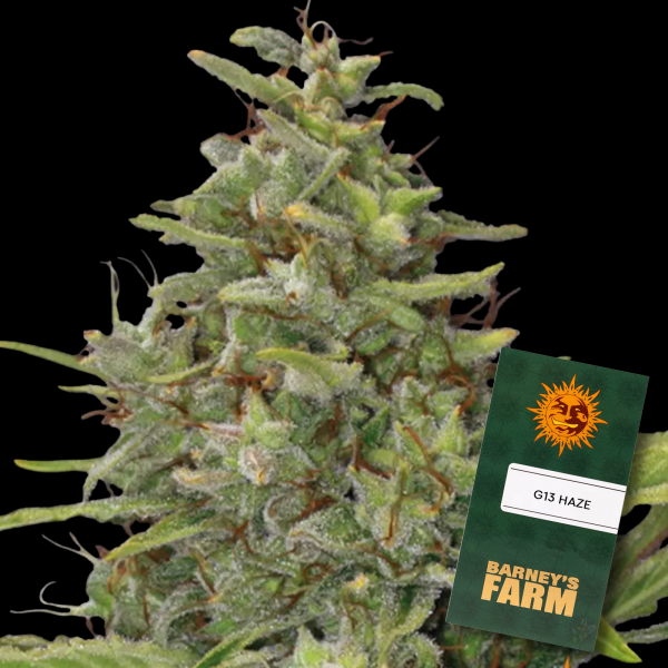 Barneys Farm - G13 Haze