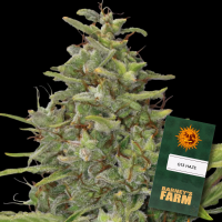 Barneys Farm - G13 Haze
