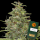 Barneys Farm - G13 Haze