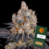 Barneys Farm - Gelato