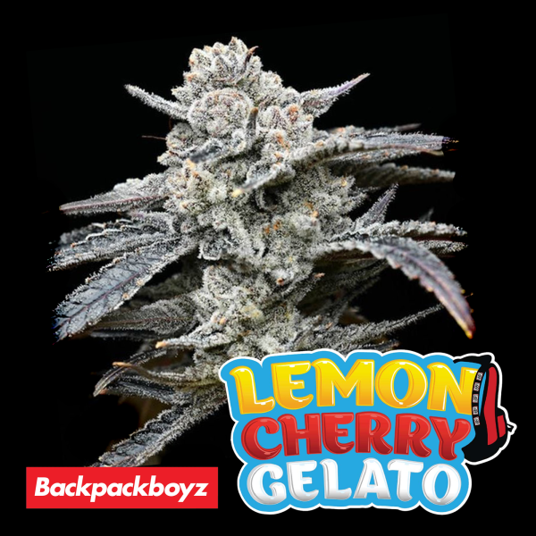Barneys Farm x Backpackboyz - Lemon Cherry Gelato