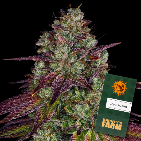 Barneys Farm - Mimosa EVO