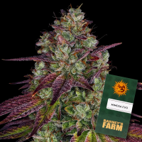Barneys Farm - Mimosa EVO