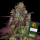 Barneys Farm - Mimosa EVO