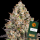 Barneys Farm - OG Kush