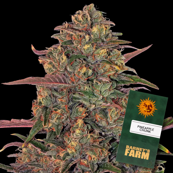 Barneys Farm - Pineapple Chunk