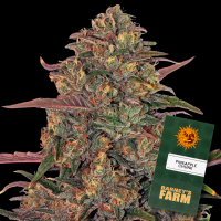 Barneys Farm - Pineapple Chunk