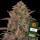 Barneys Farm - Pineapple Chunk