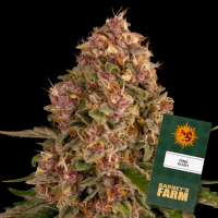 Barneys Farm - Pink Kush