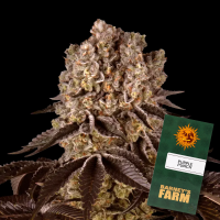 Barneys Farm - Purple Punch