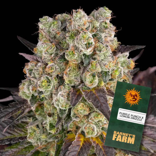 Barneys Farm - Purple Punch x Lemon Drizzle