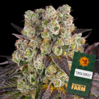 Barneys Farm - Purple Punch x Lemon Drizzle