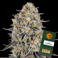 Barneys Farm - Sour Strawberry