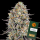 Barneys Farm - Sour Strawberry