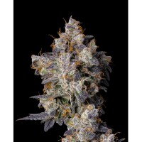 Cookies - Cherry Zelato
