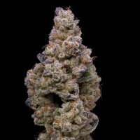 Cookies - Crispy Sugar - 3x Seeds