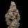 Cookies - Crispy Sugar - 3x Seeds