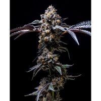 Cookies - Lemon Cherry Pop