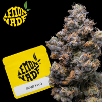 Cookies - Miami Yayo - 3x Seeds