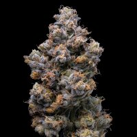Cookies - Miami Yayo - 3x Seeds