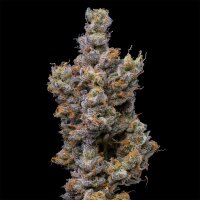 Cookies - Peach Tea