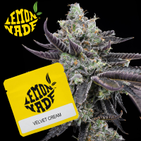 Cookies - Velvet Cream - 3x Seeds